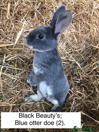 Rex rabbits - Advert 2