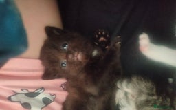 Maine Coon cats for sale: Beautiful maneicoon x siberian Kittens - Image 2