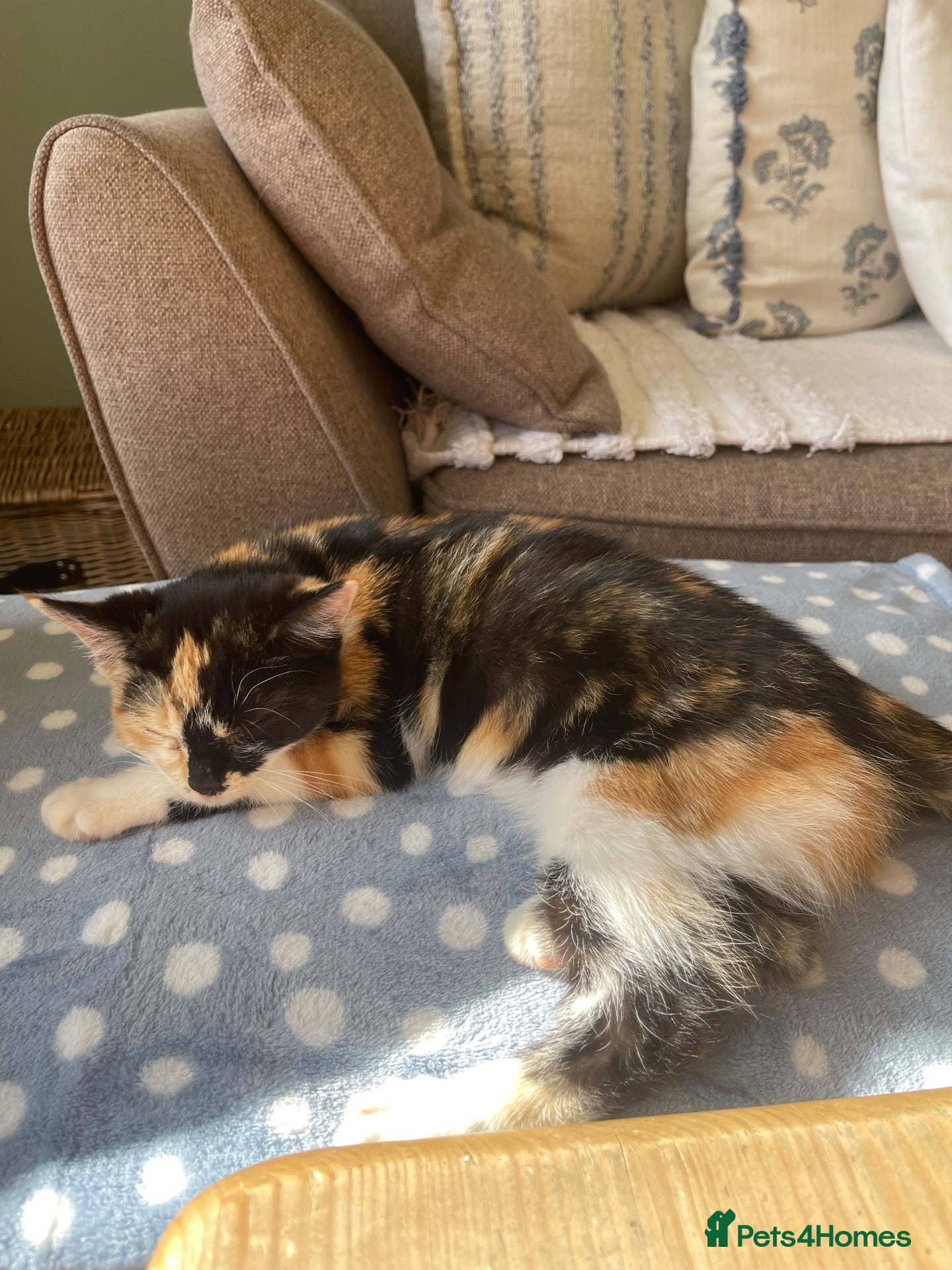 Mixed Breed cats Female tortishell kitten  - Advert 4