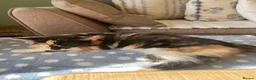 Mixed Breed cats for sale: Female tortishell kitten  - Advert 1