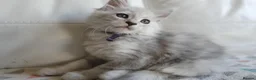 Maine Coon cats for sale: TICA REGISTERED GORGEOUS MAINE COONKITTENS - Advert 27