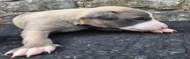 Whippet 1