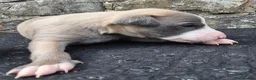 Whippet dogs for sale: Beautiful whippets  in Machynlleth - Advert 15
