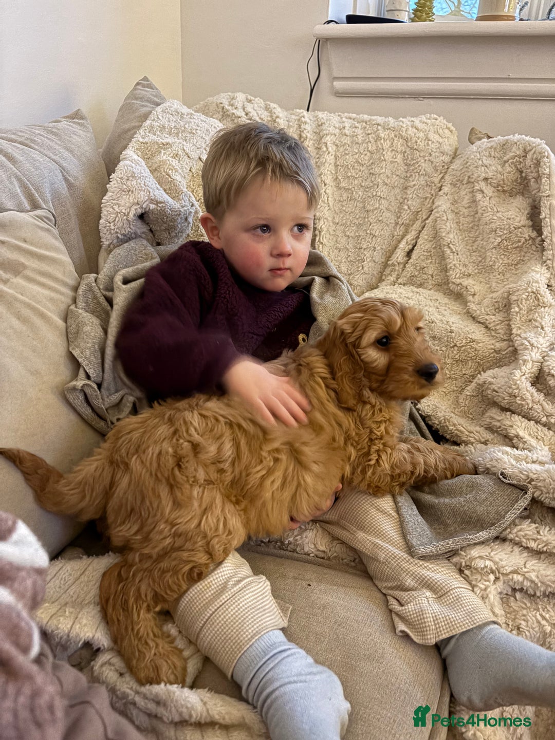 Cavapoo dogs for sale: Cavapoo puppies  - Advert 6