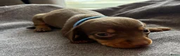 Miniature Dachshund dogs for sale: 5 miniature dacshunds puppies  - Advert 25