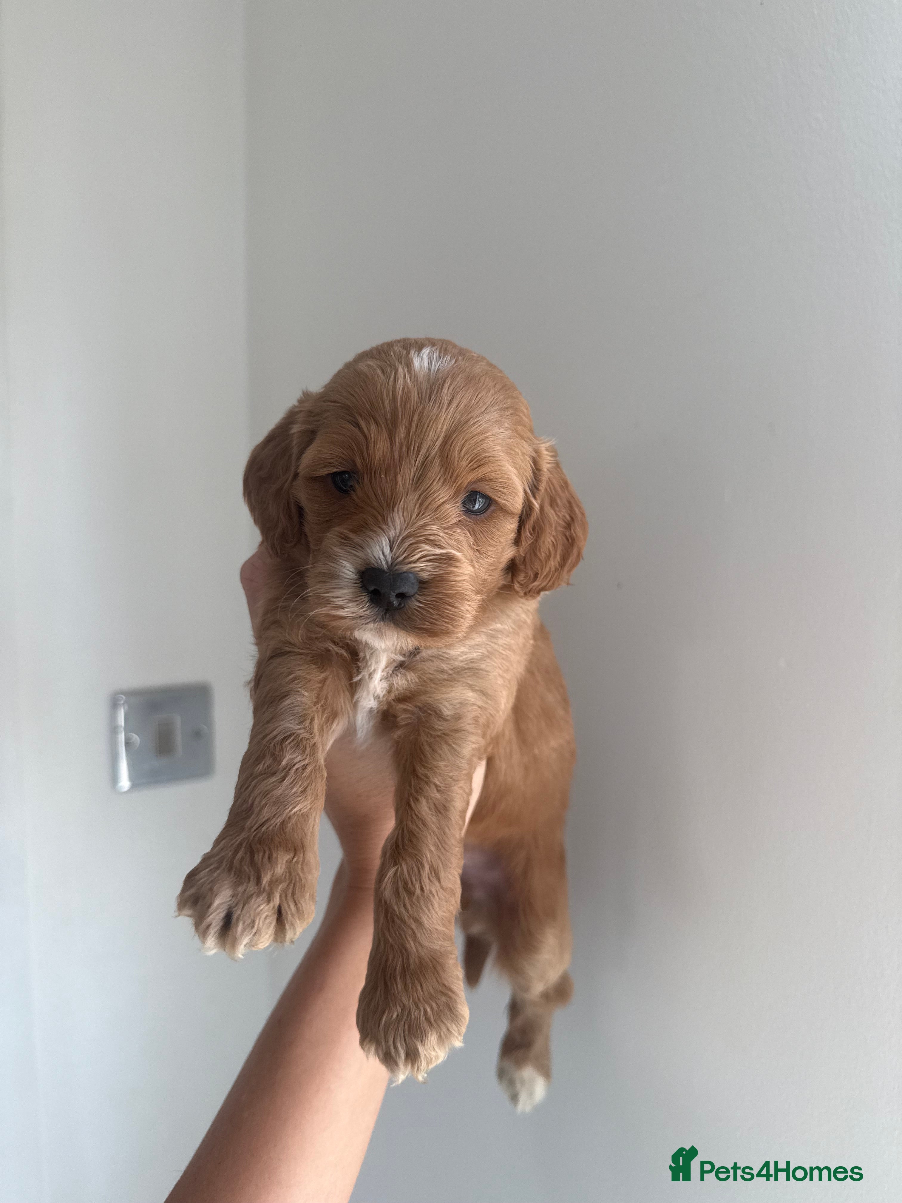 Cockapoo dogs Health check🏆Beautiful F1 cockapoo puppies🌟🧬🐾 - Advert 2