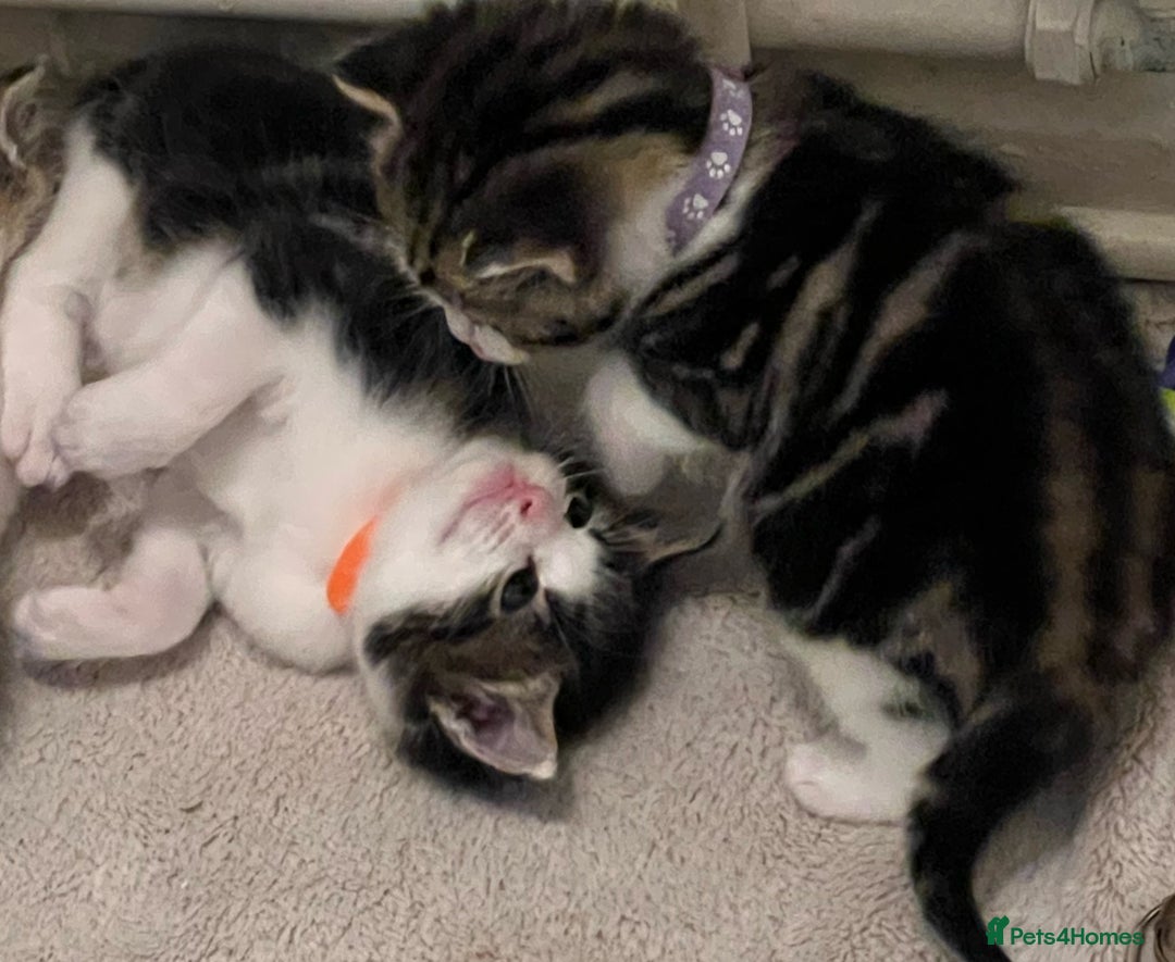 Mixed Breed cats for sale: READY NOW, 3 BEAUTIFUL TABBY BOYS (with Bengal)  - Image 18