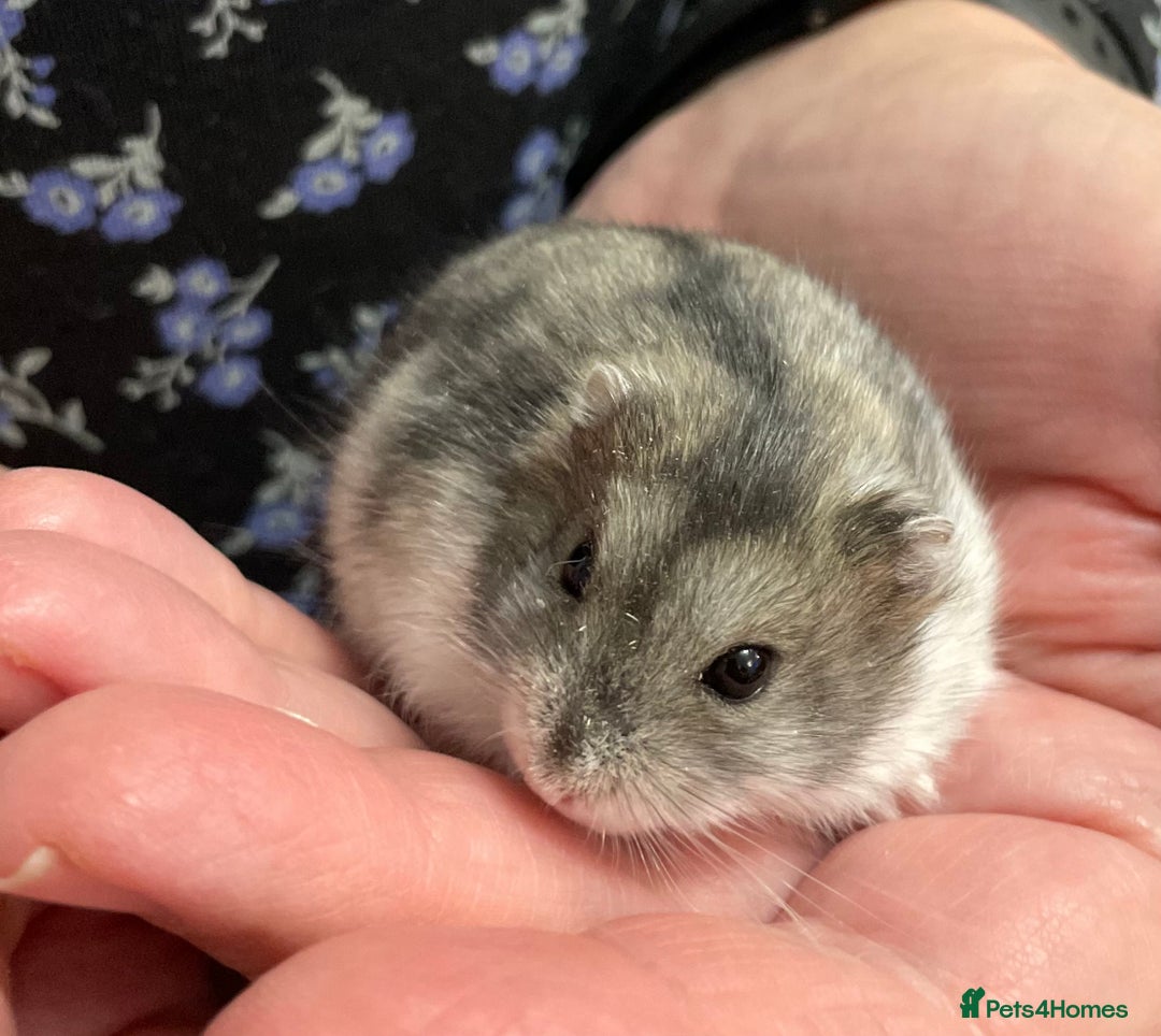 Hamster rodents for sale: Baby Winter White Russian hamsters from show stock - Image 25