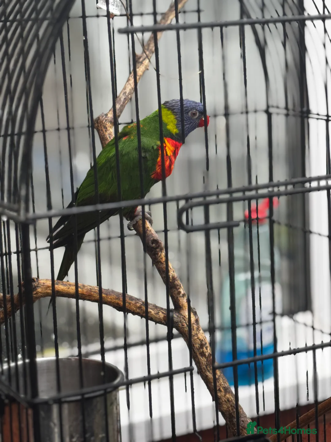 Lorikeets birds for sale: Rainbow Lorikeet  - Advert 2