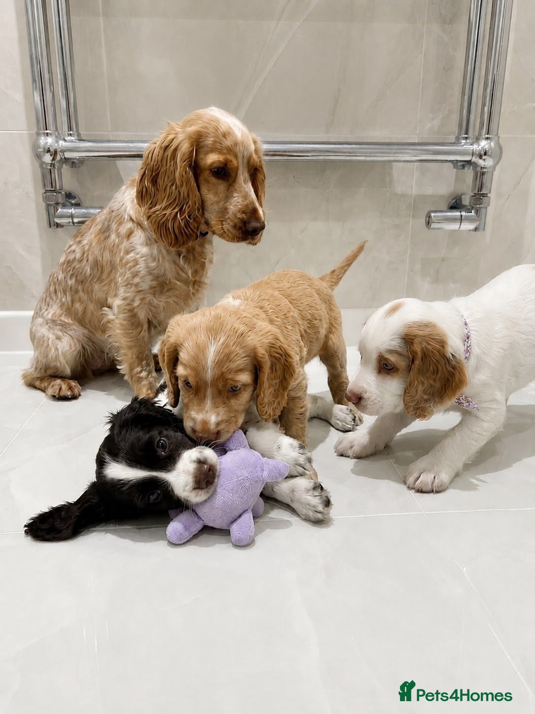 Cocker Spaniel dogs Cocker spaniel puppies - Advert 1