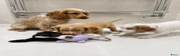 Cocker Spaniel dogs for sale: Cocker spaniel puppies in Romford - Advert 1