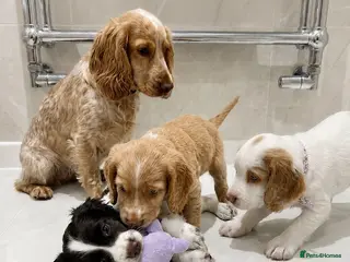 Cocker Spaniel dogs Cocker spaniel puppies - Advert 1