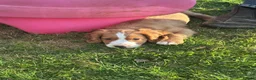 Cocker Spaniel dogs for sale: Beautiful Cocker Spaniel Puppies - Advert 9