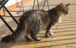 Persian cats for adoption: Agi, Persian and Carla, Persian cross, both aged 6 - Image 10