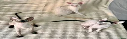Cornish Rex cats for sale: Cornish Rex Kittens – Ready for Loving Homes - Advert 8
