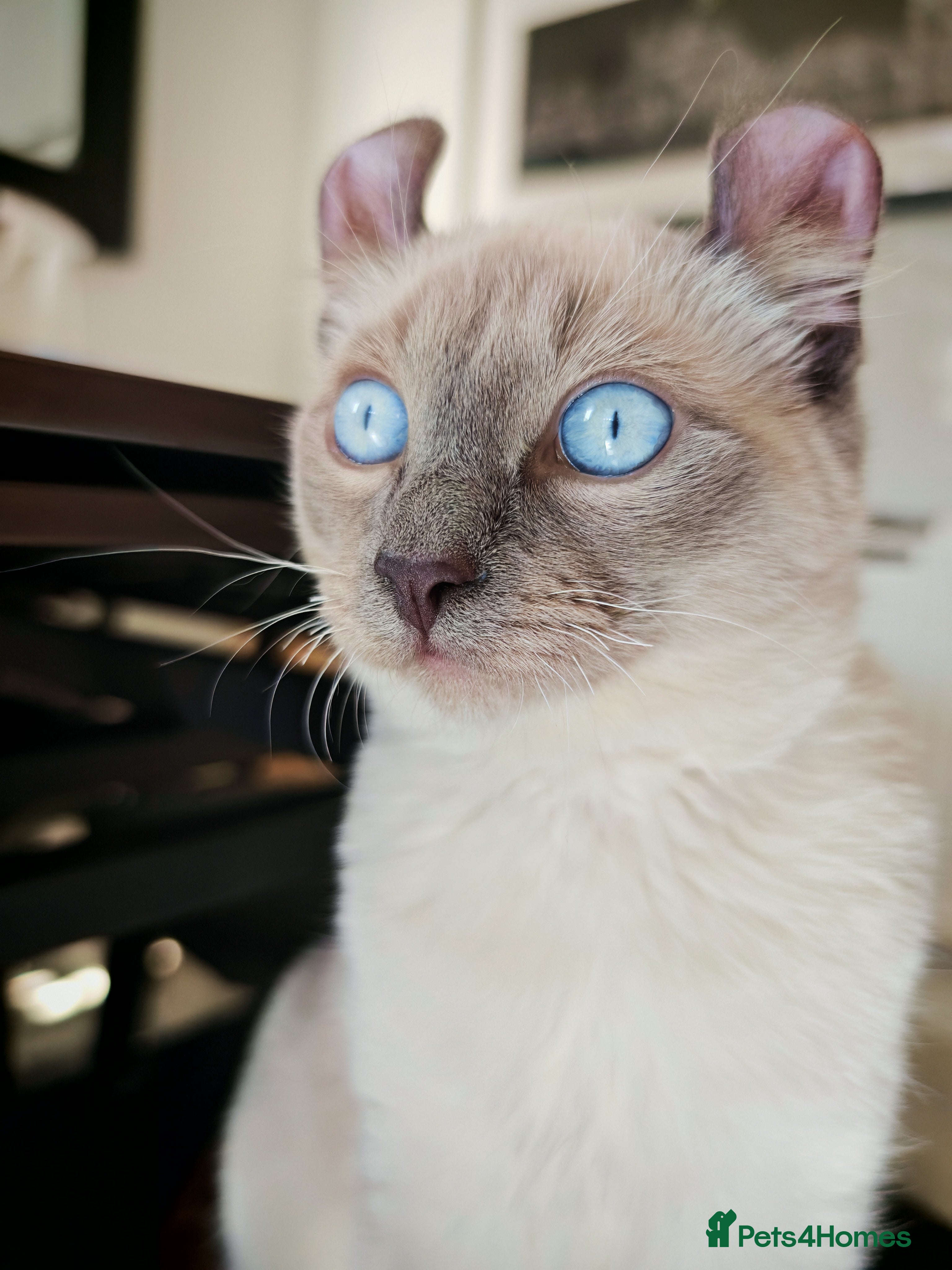 Mixed Breed cats RARE, Unique, Affectionate boys available!  - Advert 8