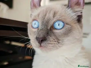 Mixed Breed cats RARE, Unique, Affectionate boys available! - Advert 7