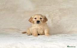 Golden Retriever dogs for sale: Stunning golden retriever puppies for sale  - Image 9