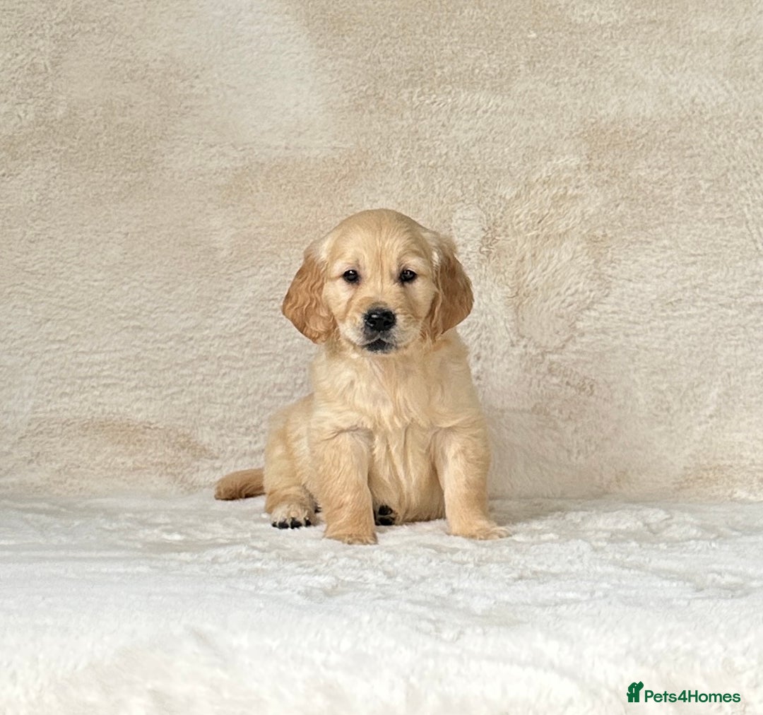 Golden Retriever dogs for sale: Stunning golden retriever puppies for sale  - Image 9