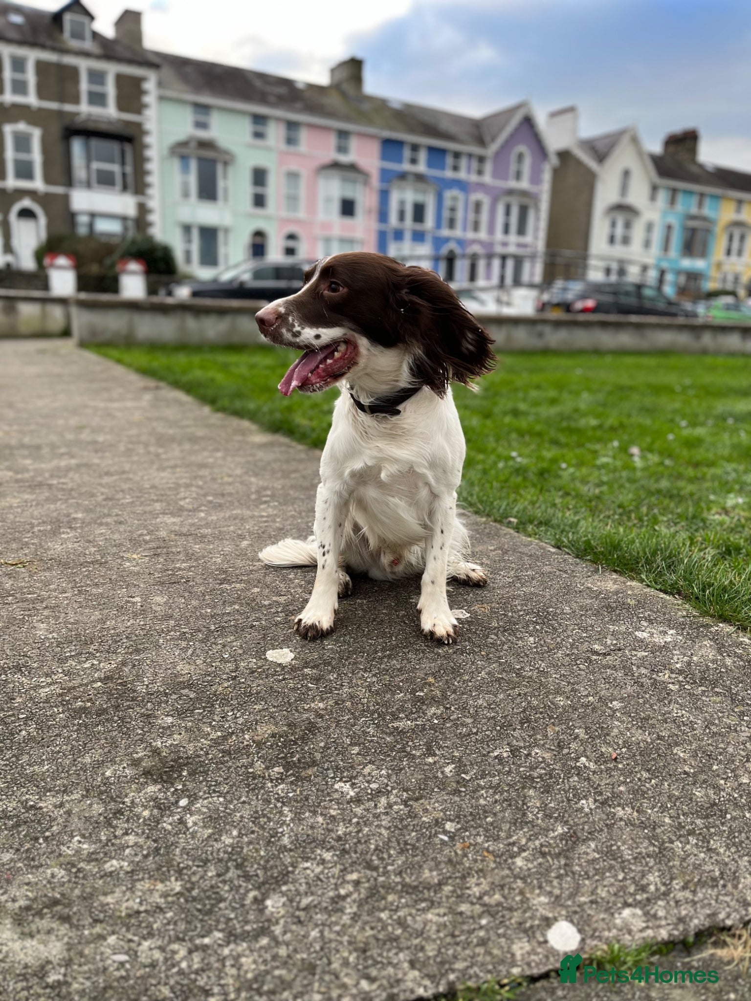 English Springer Spaniel dogs Oscar - Advert 13