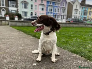 English Springer Spaniel dogs Oscar - Advert 13