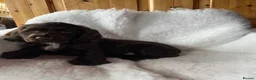 Cocker Spaniel dogs for sale: Health tested chocolate puppies - Advert 4