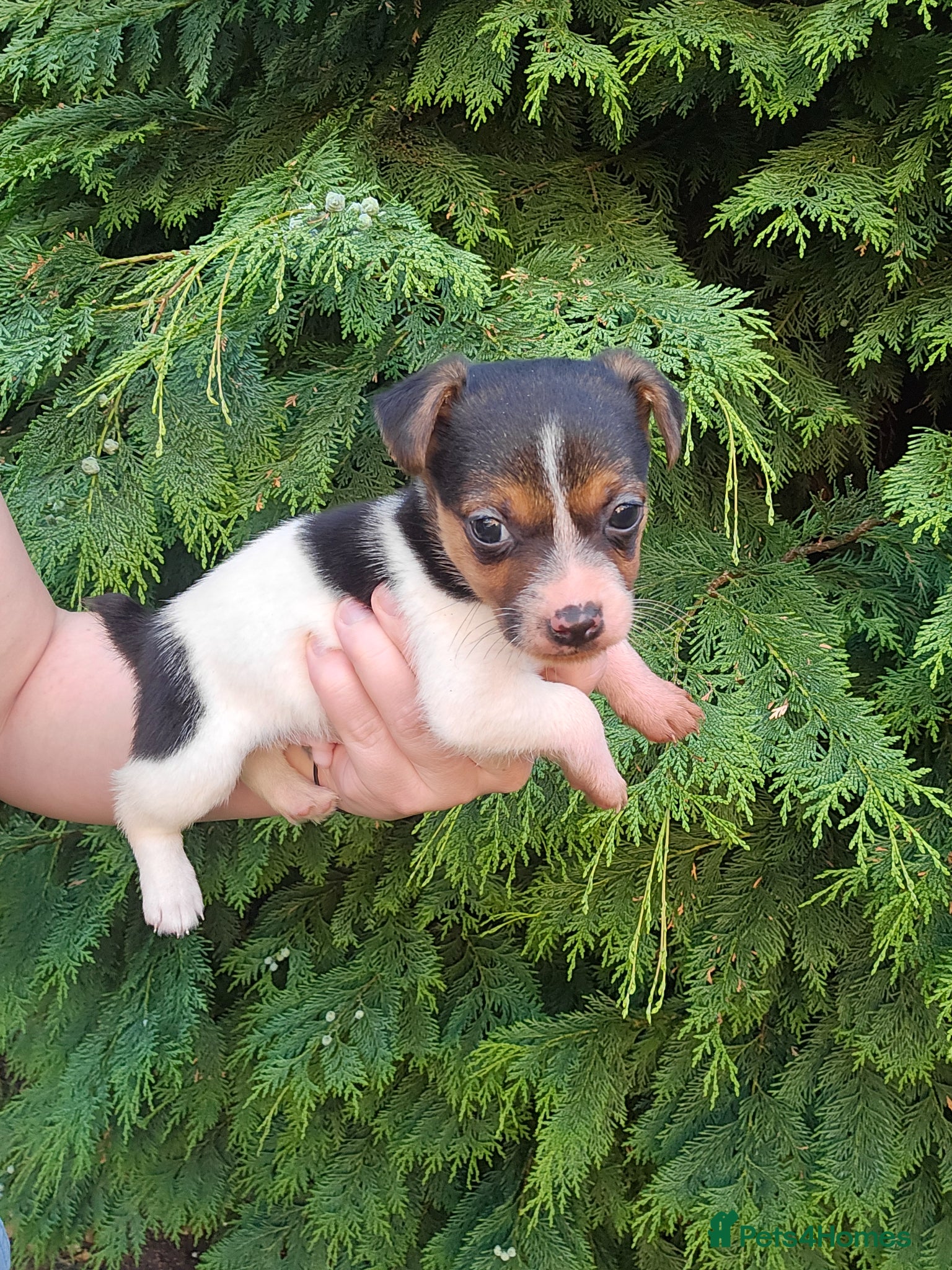 Jack Russell dogs Short haired Jack Russell puppy - Advert 7