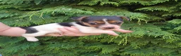 Jack Russell dogs for sale: Short haired Jack Russell puppy - Advert 1