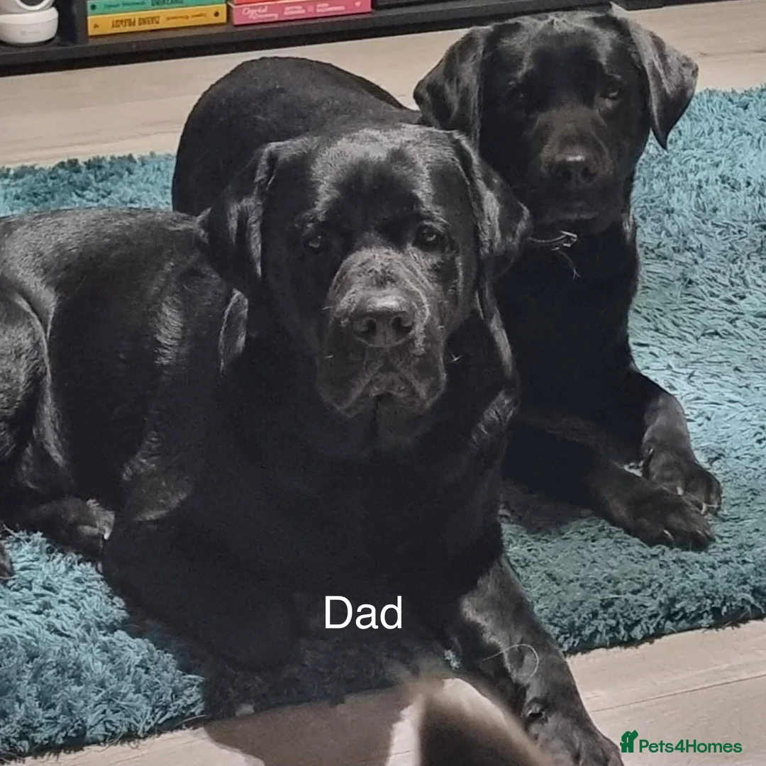 Labrador Retriever dogs for sale:  ✨ KC Registered Labrador Retriever Puppies   - Advert 26