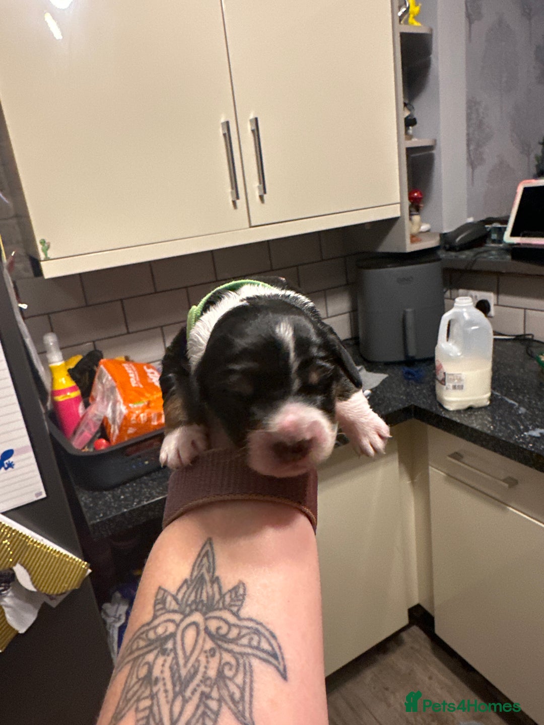 Mixed Breed dogs for sale: Border doodle - Image 12