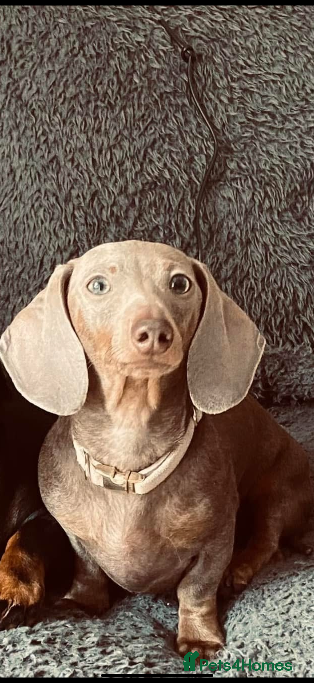 Dachshund dogs for sale: Miniature Dachshunds for re-homing - Image 4