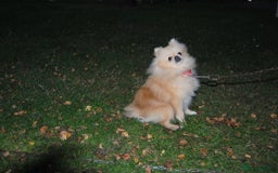 Pomeranian dogs for sale: Beautiful Cream Pomeranian Girl - 1 Year Old - Image 5