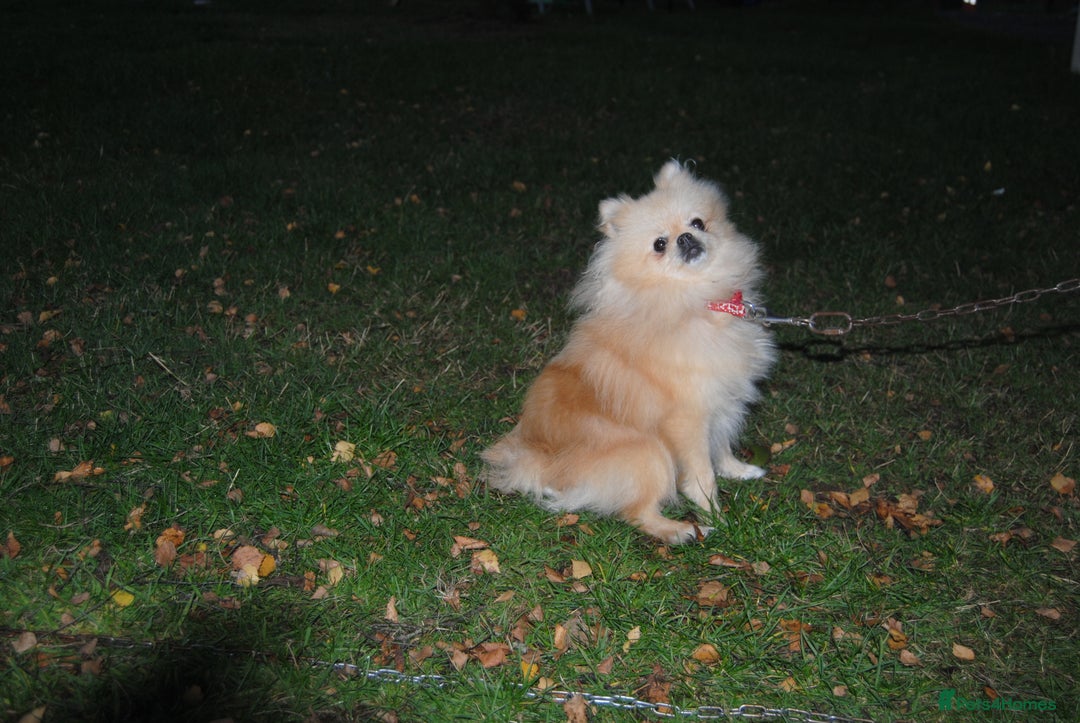 Pomeranian dogs for sale: Beautiful Cream Pomeranian Girl - 1 Year Old - Image 5