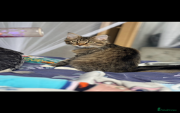 Maine Coon cats for sale: Dolly - Image 4