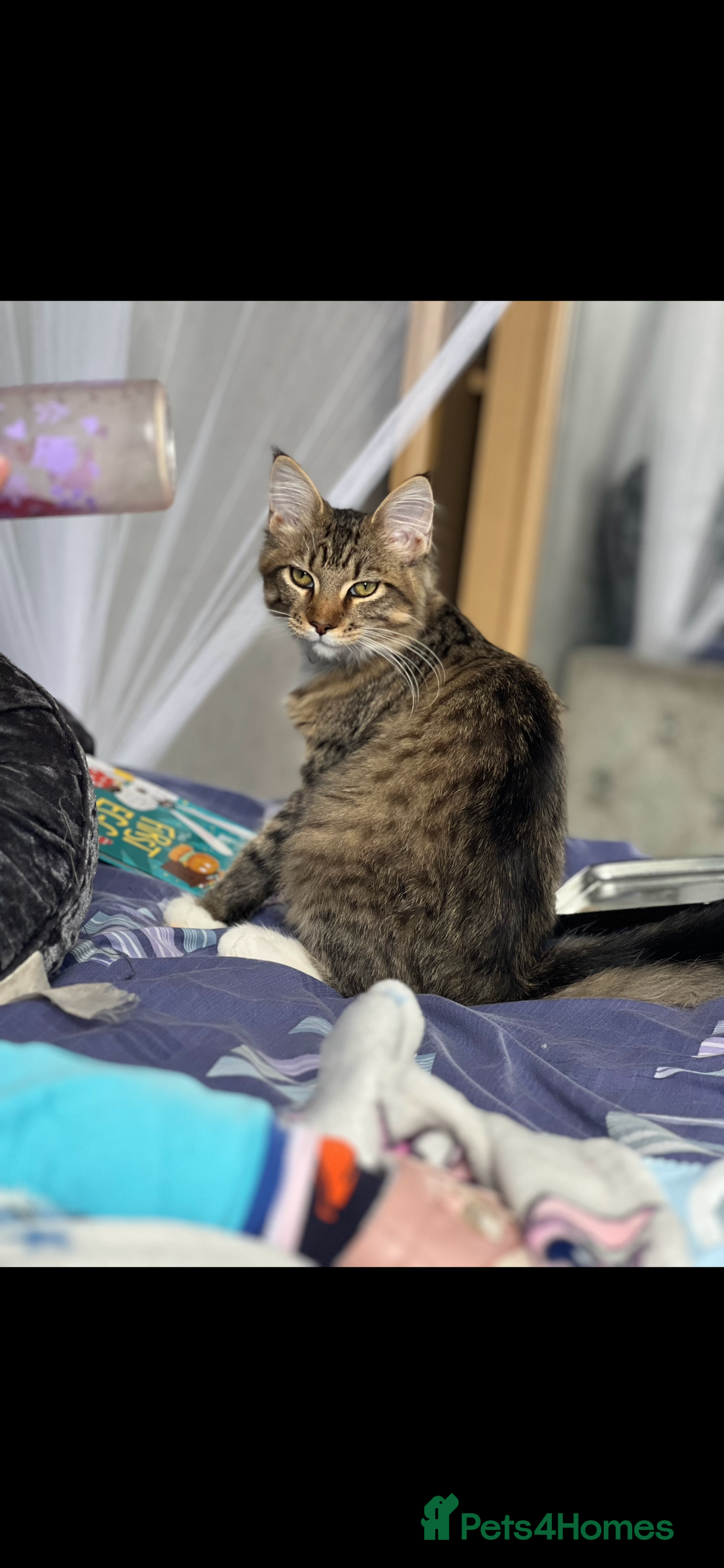 Maine Coon cats for sale: Dolly - Image 4