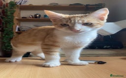 Domestic Shorthair cats for sale: Two kittens looking for a home  - Image 2