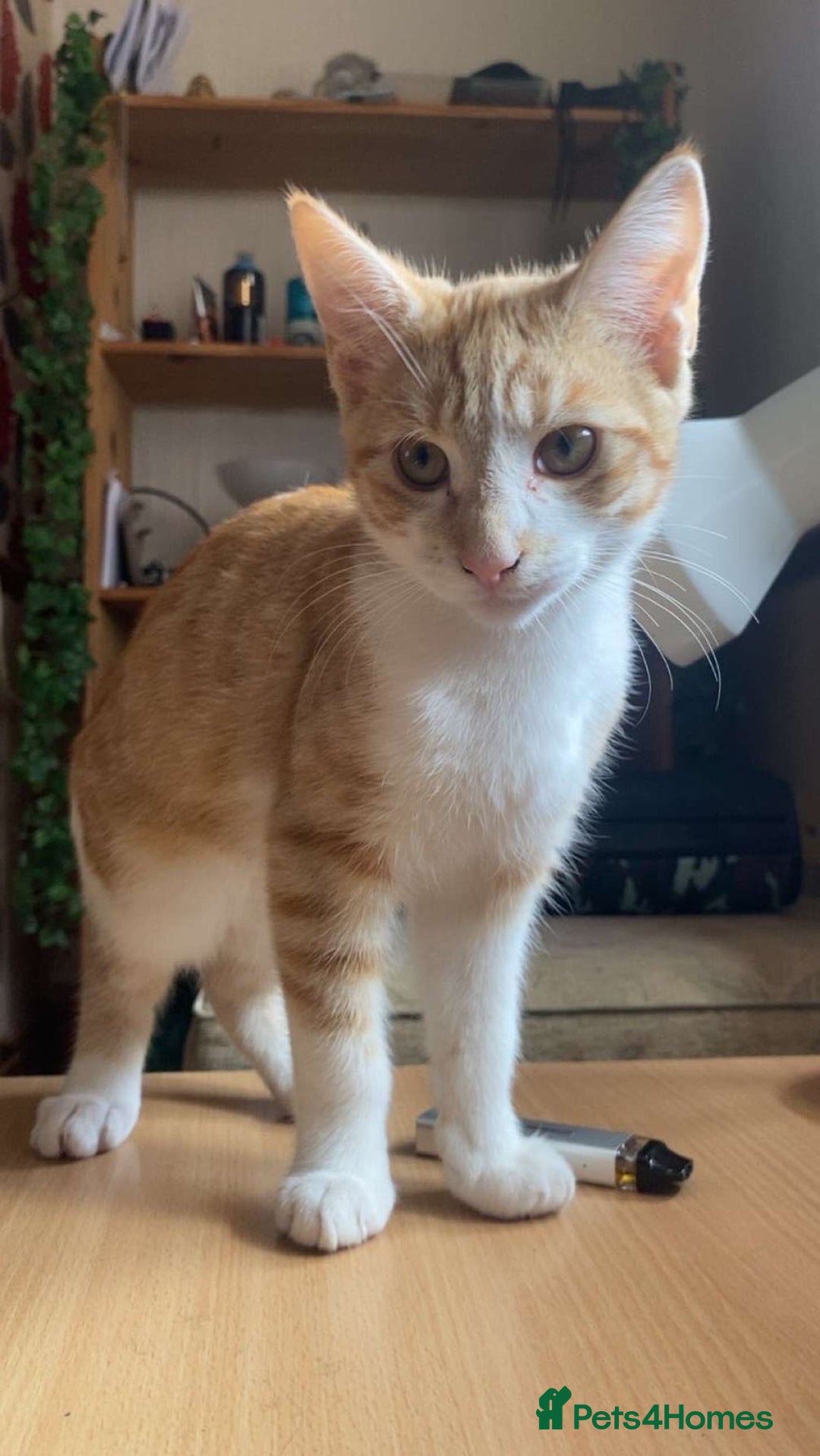 Domestic Shorthair cats for sale: Two kittens looking for a home  - Image 2