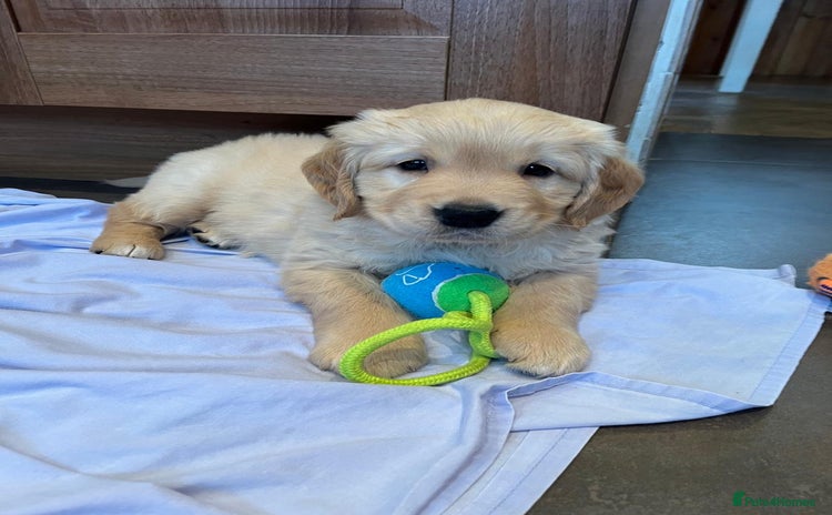 Golden Retriever dogs - Advert 1