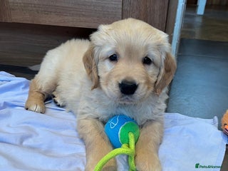 Golden Retriever dogs - Advert 1