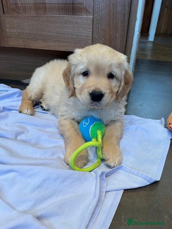 Golden Retriever dogs - Advert 1