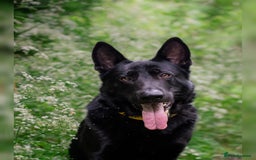 German Shepherd dogs for sale: Urgent rehome, need new home by 13th August  - Image 4