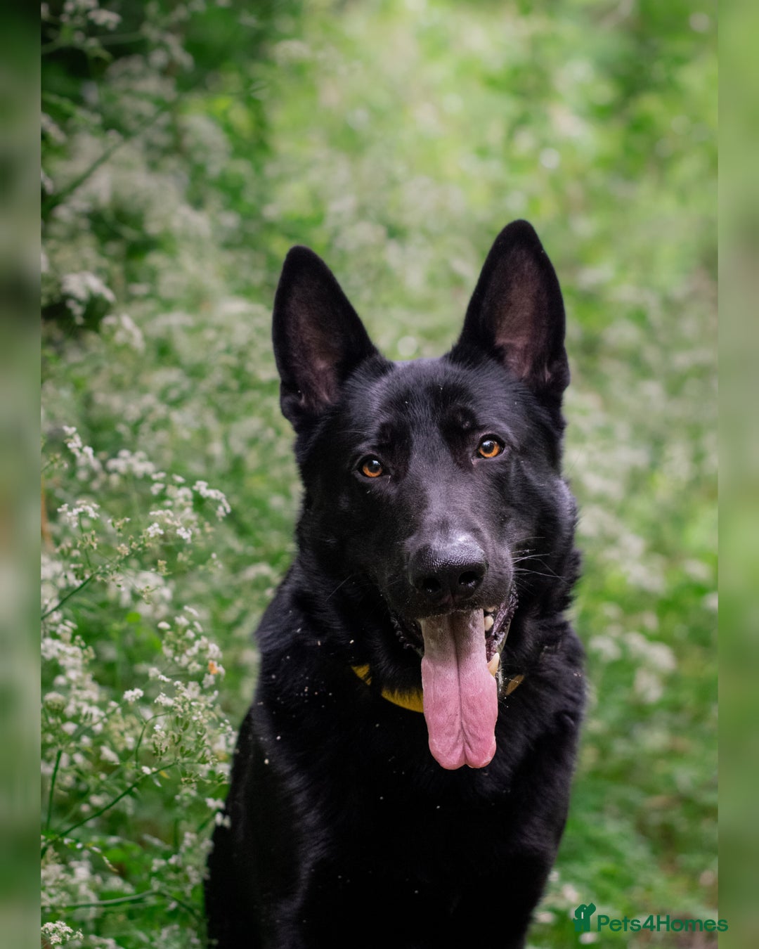 German Shepherd dogs for sale: Urgent rehome, need new home by 13th August  - Image 4