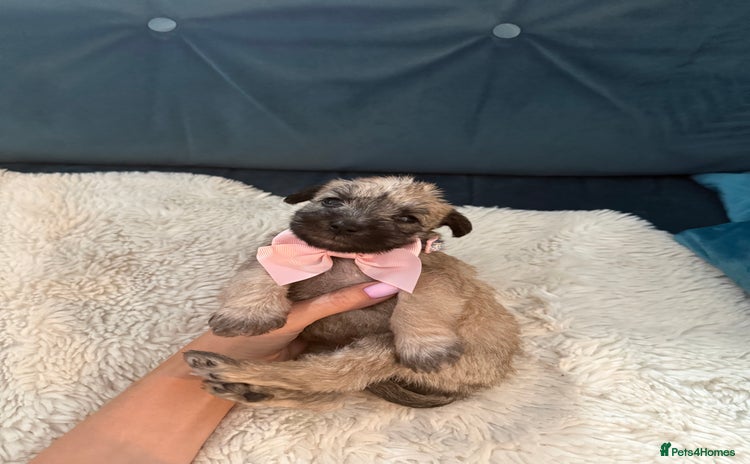 Miniature Schnauzer dogs - Advert 2