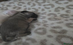 Pug dogs for sale: Full breed pugs pups 5 male 1 female  - Advert 9