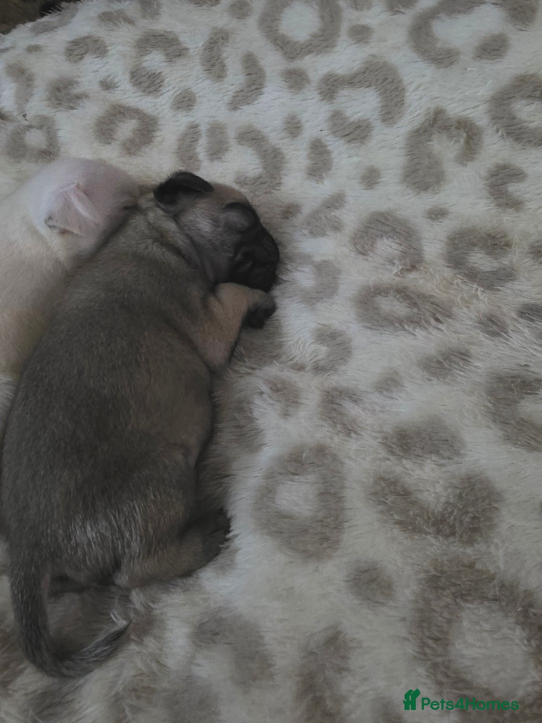 Pug dogs for sale: Full breed pugs pups 5 male 1 female  - Advert 9