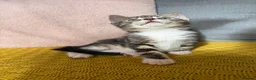 Mixed Breed cats for sale: Friendly kittens  - Advert 3