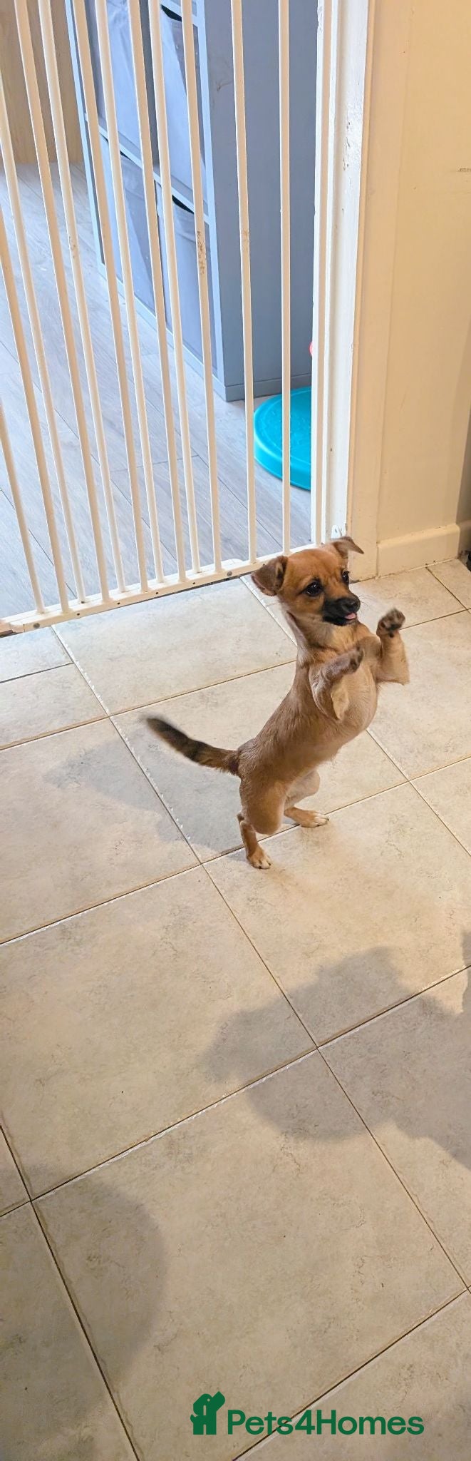 Chihuahua dogs Chihuahua - Advert 7