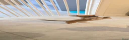 Chihuahua dogs for sale: Chihuahua - Advert 1
