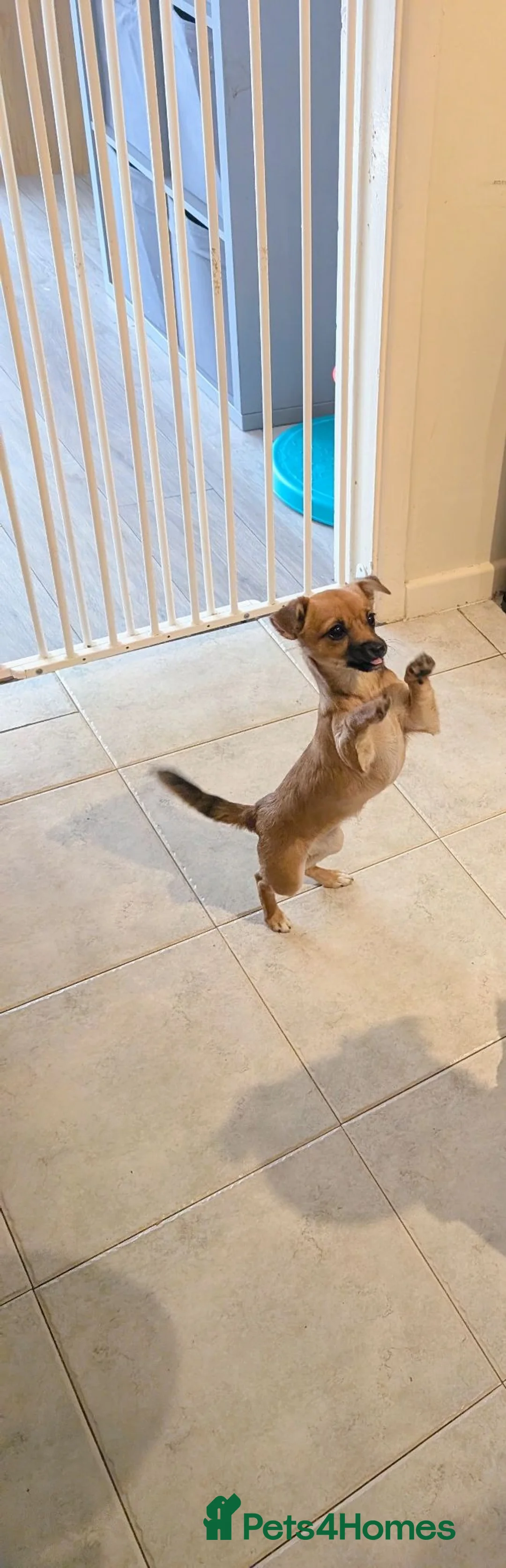 Chihuahua dogs for sale: Chihuahua - Advert 1