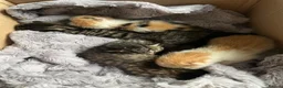 Mixed Breed cats for sale: 6 beautiful kittens available  - Advert 3